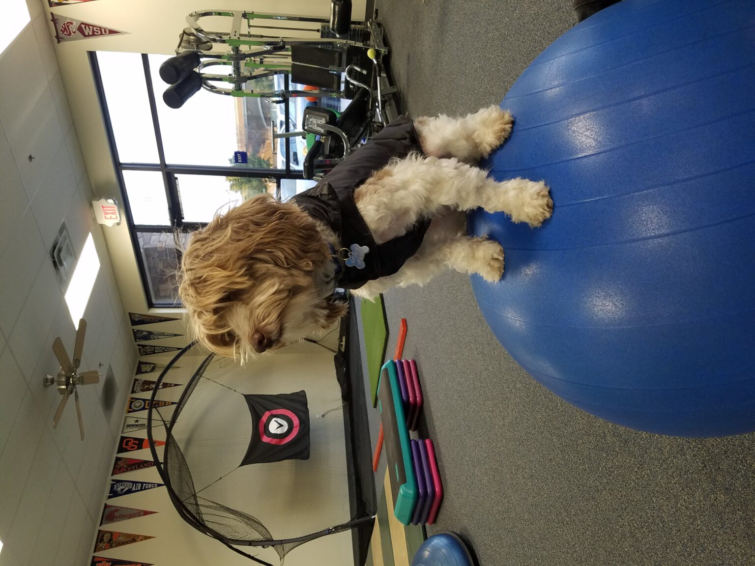 Therapy Dog Helps Patients Glinn & Giordano Physical Therapy